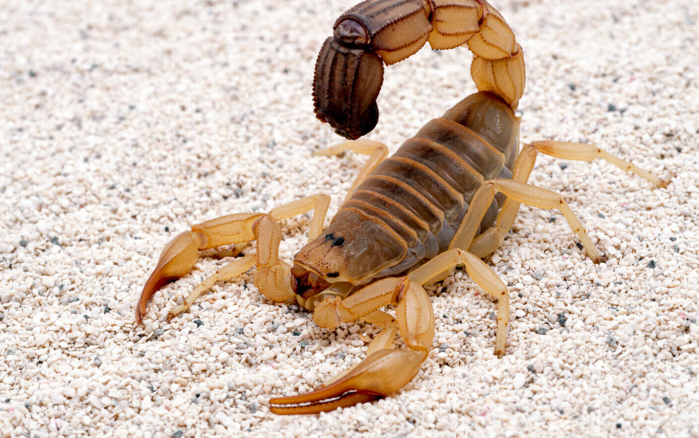 Specie de scorpion