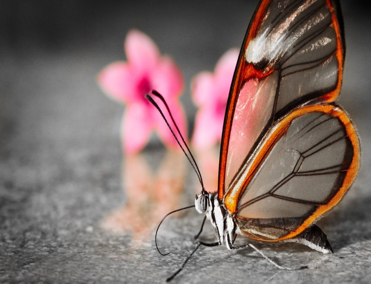 Fluturele transparent