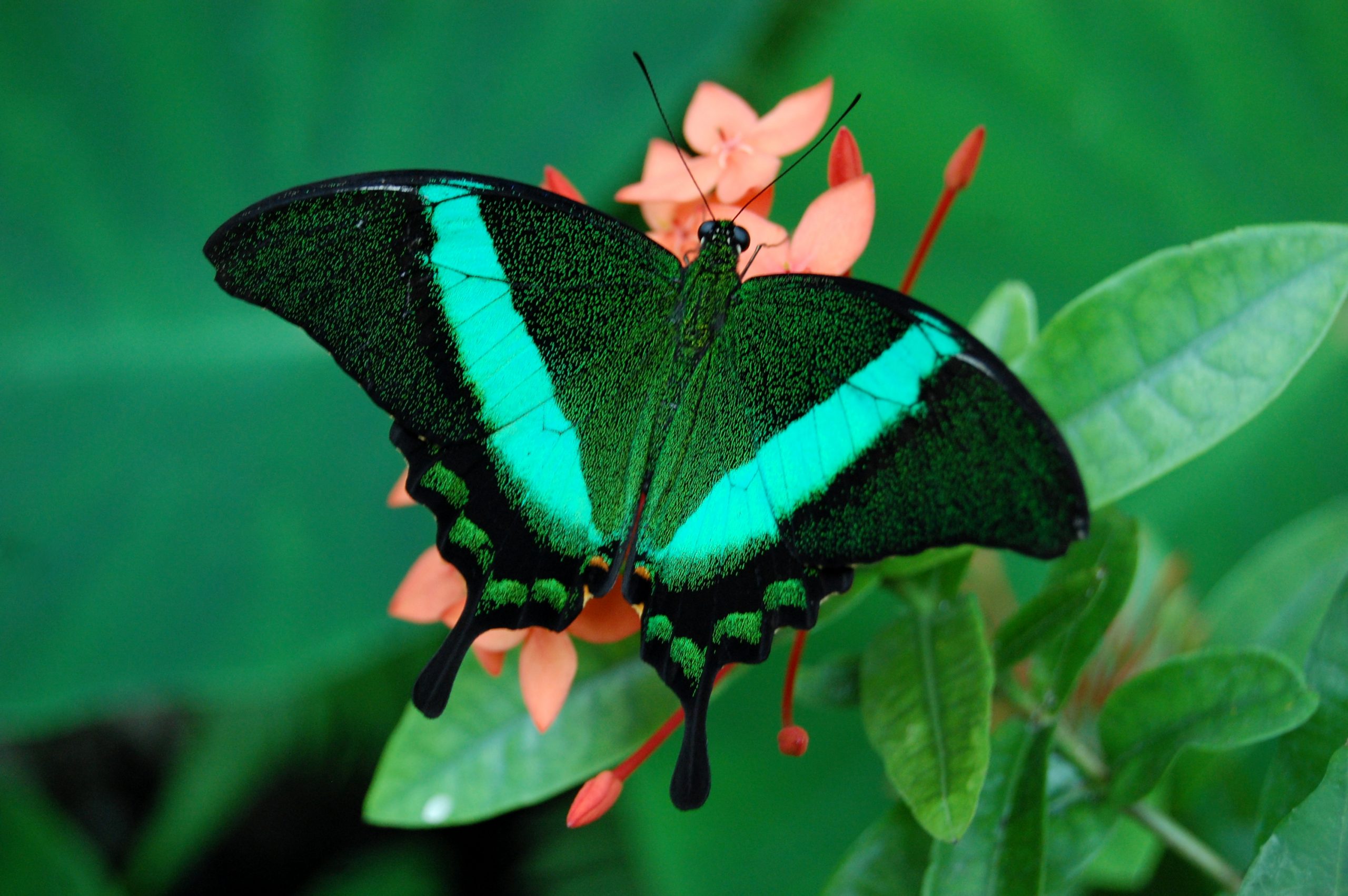 Cei mai frumoși fluturi din lume. Fluturele verde
