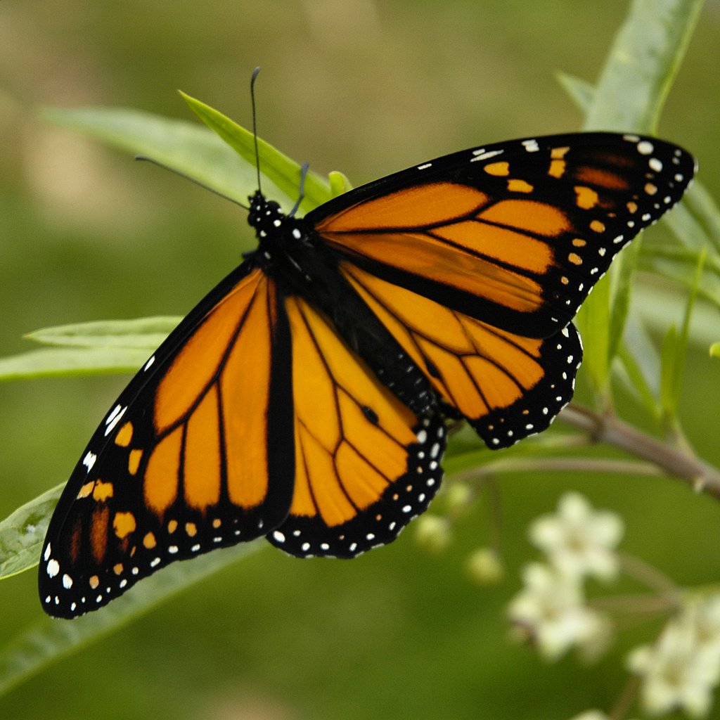 Fluturele monarh