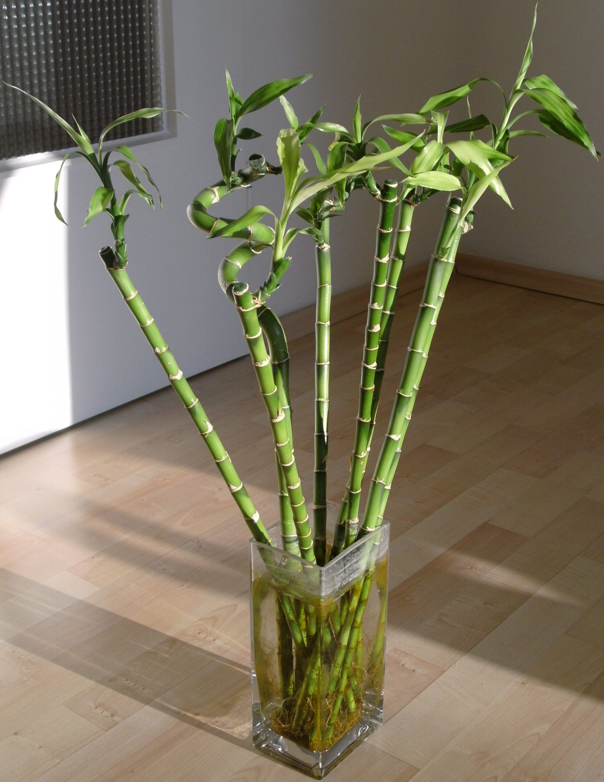 Bambusul norocos/Dracaena sanderiana