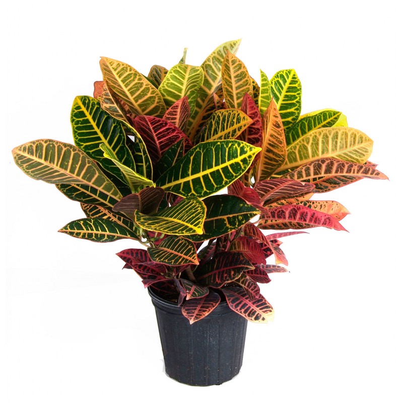 Croton/Codiaeum variegatum