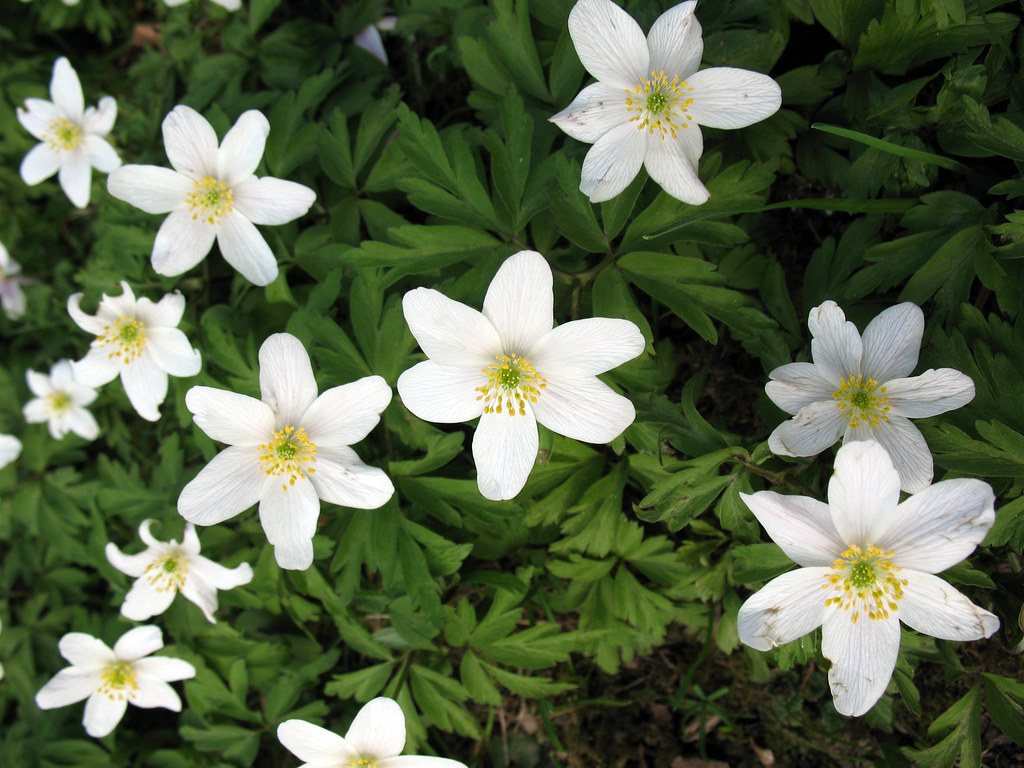 Simbelmynë, florile strămoșilor