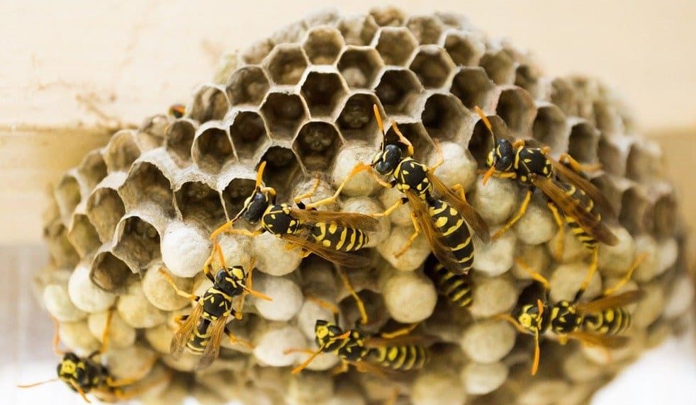 Moduri prin care poți scăpa ușor de viespi