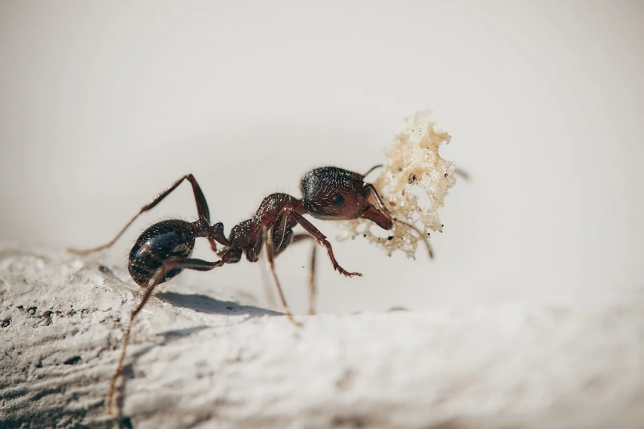 5 soluții naturale care te vor ajuta să scapi rapid de furnici
