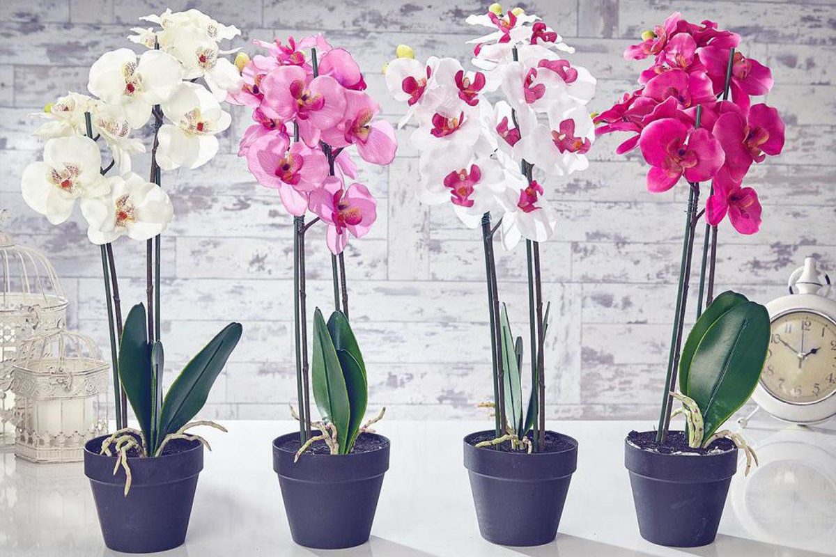 10 plante norocoase care atrag dragostea și bunăstarea în casă. Trebuie să le ai în locuința ta