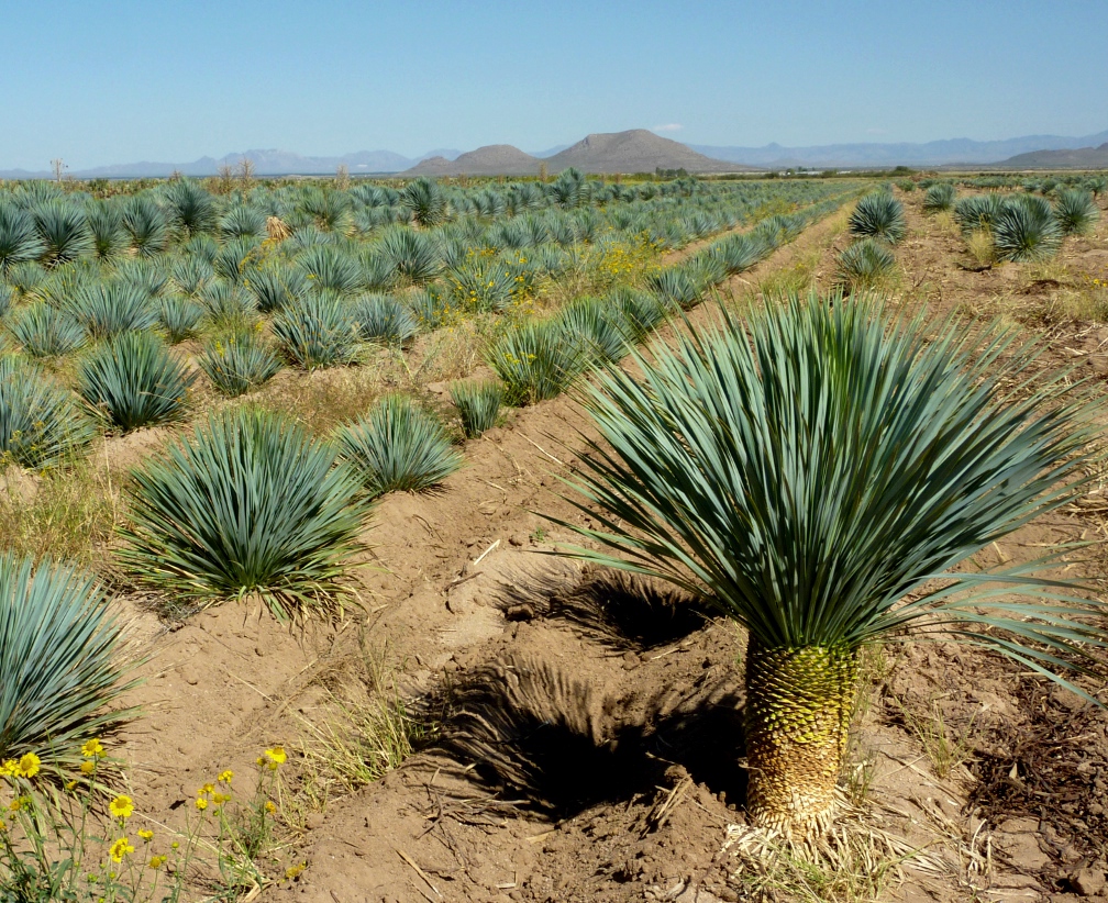 Plante care trăiesc în deșert. Yucca rostrata