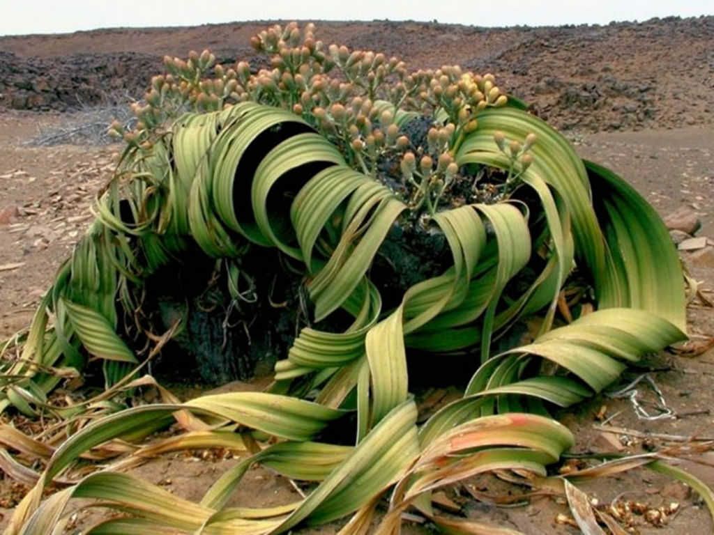 Welwitschia