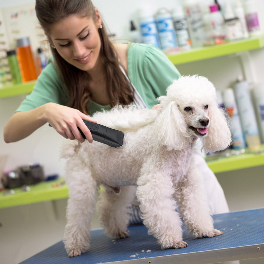 Sfaturi îngrijire câini