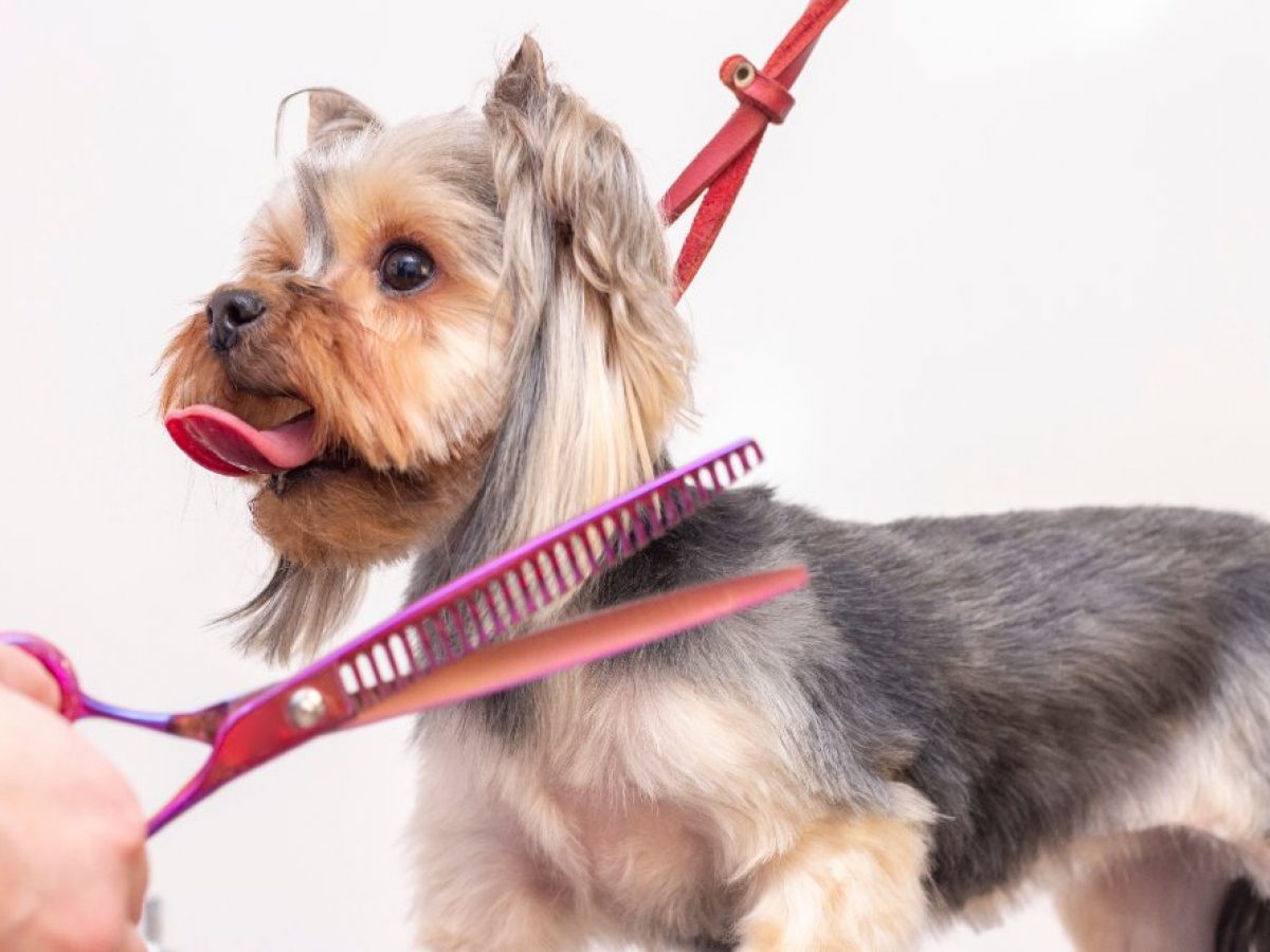 Când se tund câinii, cât de scurt și când această procedură poate fi inutilă. Sfaturi esențiale