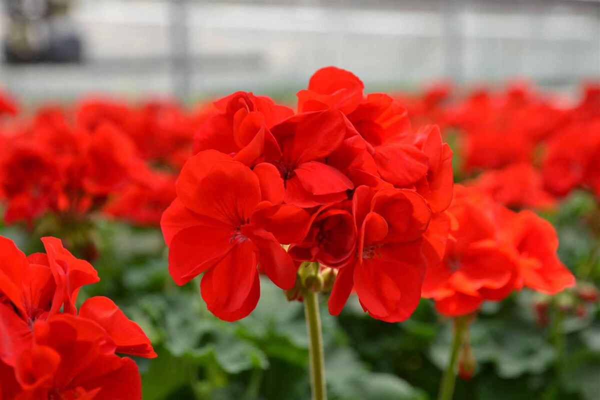 Care este cel mai bun pământ pentru mușcate. Sfaturi și trucuri bune de știut