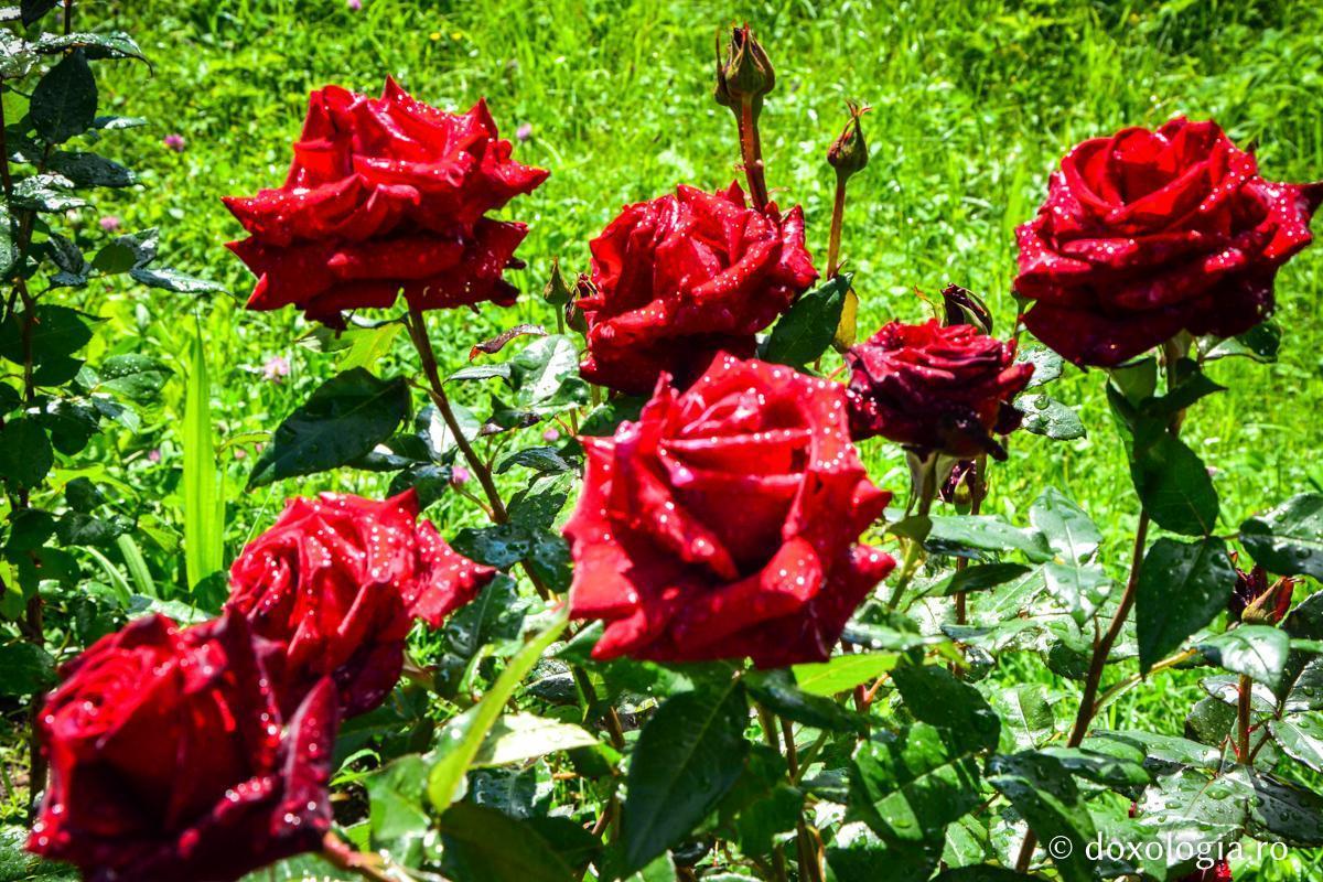 Ce flori se plantează lângă trandafiri. Așa poți să ai o grădină de vis