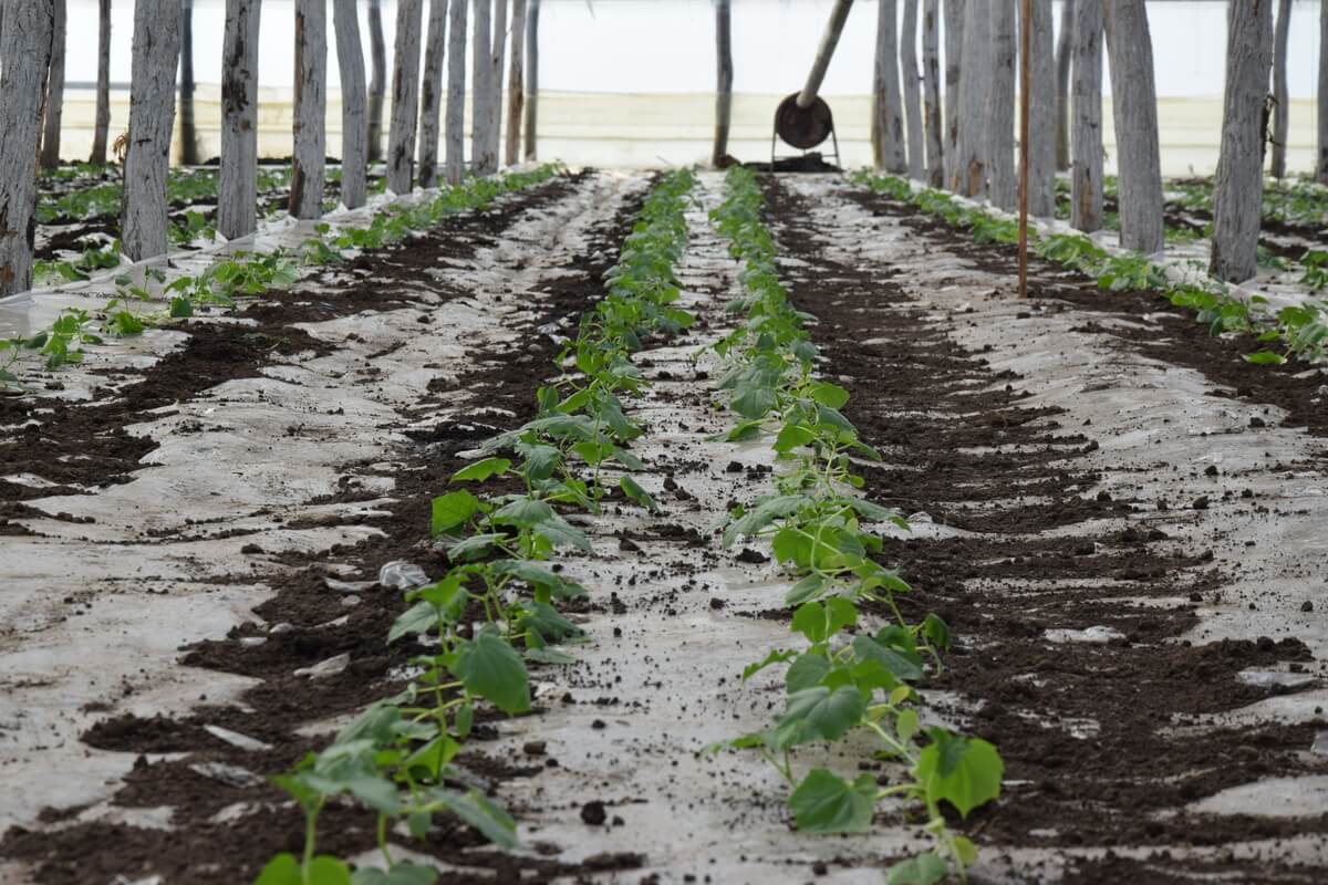 Ce sunt și care sunt “plantele extreme”. Cresc atunci când sunt stresate, conform specialiștilor