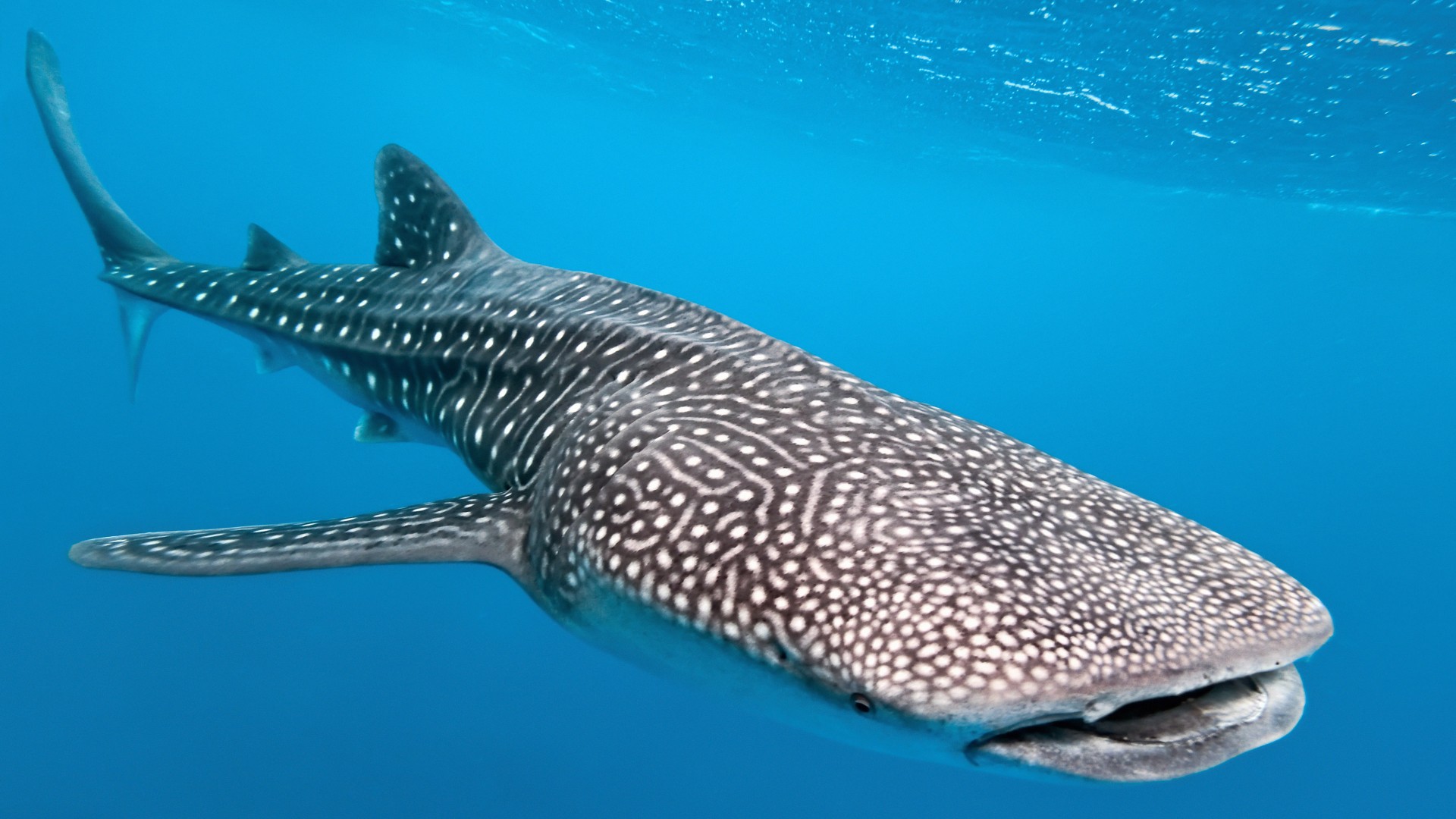 Rechinul balenă, cel mai mare rechin din lume