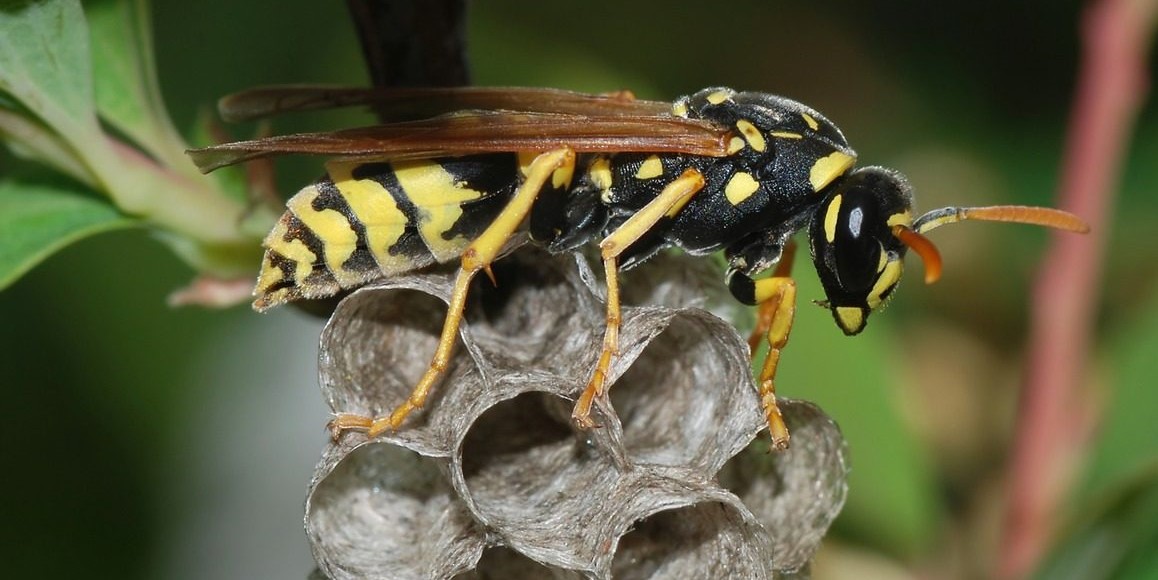 Cum poți să scapi de viespi. 5 moduri prin care să le ții la distanță de curtea ta