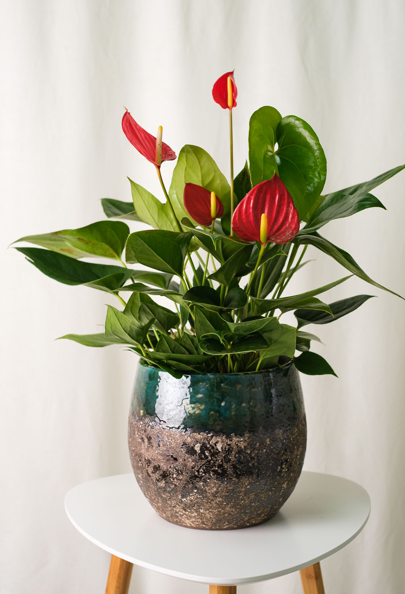 Anthurium, planta care atrage dragostea, norocul și banii în casă