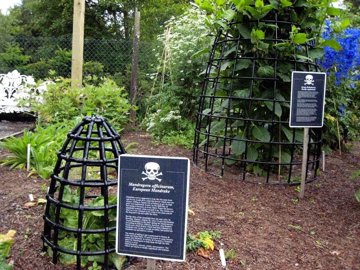 Grădina Alnwick sau Grădina Otrăvitoare, locul unde plantele te pot ucide