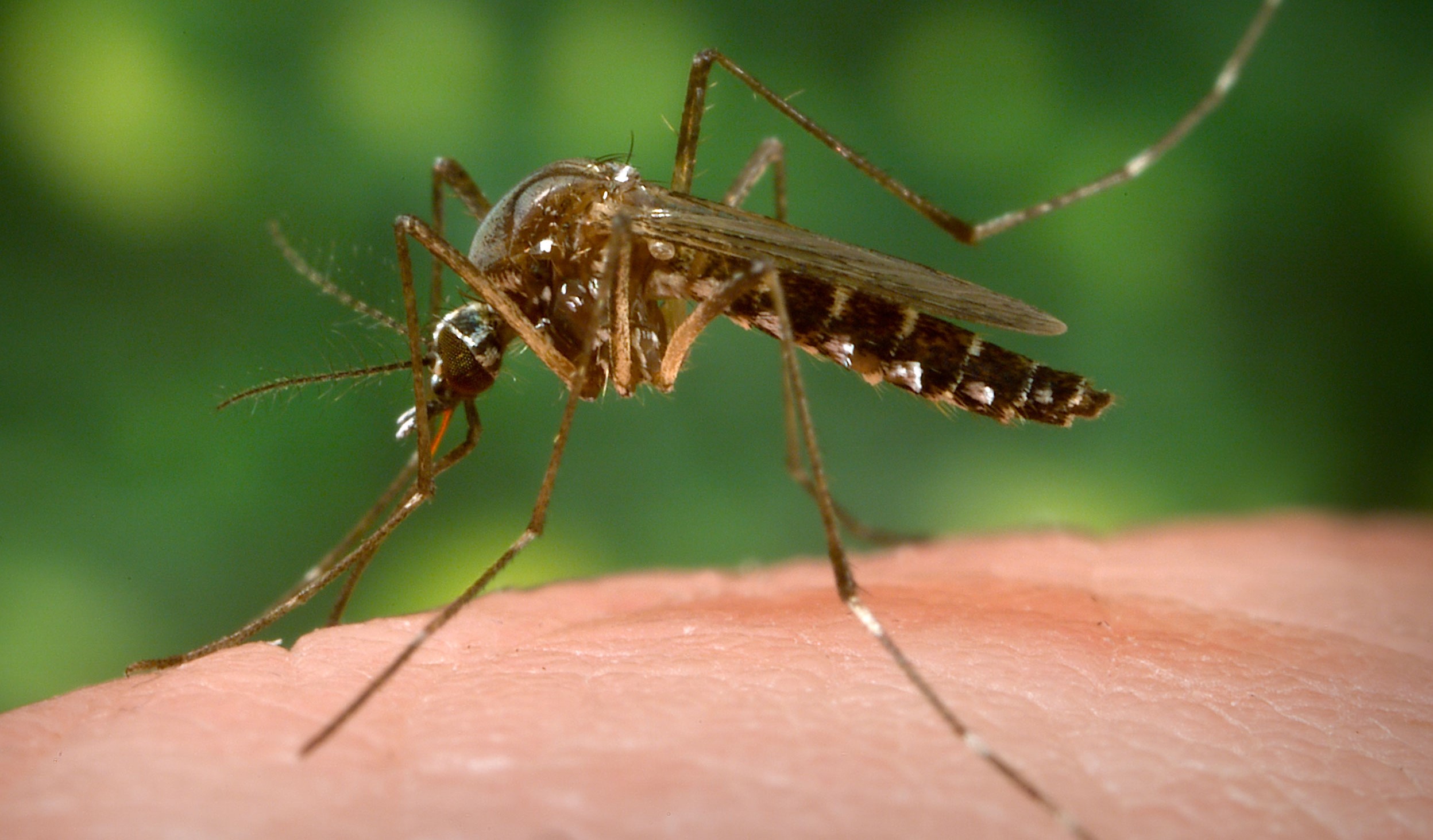 Grupa sanguină de care sunt atrași în mod special țânțarii. Acum se explică de ce unii oameni sunt devorați de nesuferitele insecte