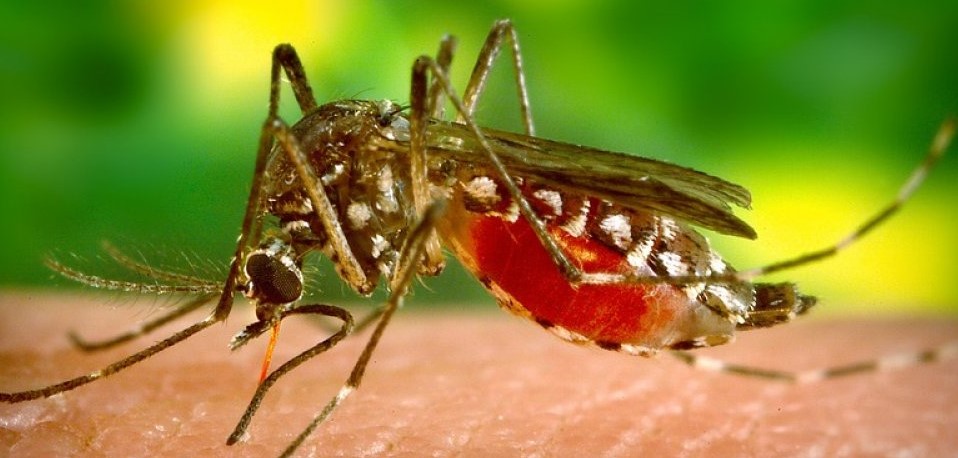 Grupa sanguină de care sunt atrași mai mult țânțarii