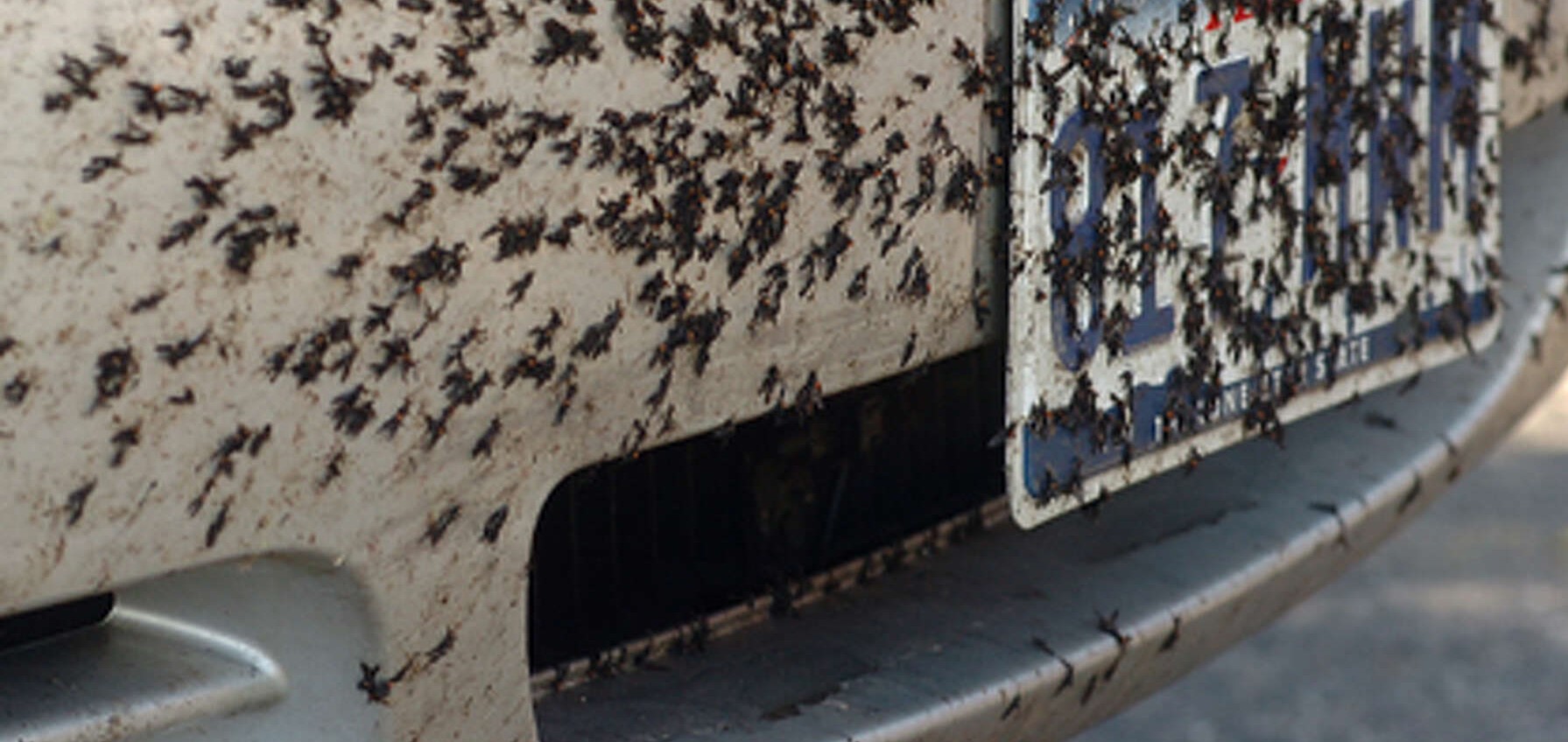 Legătura bizară dintre insectele zburătoare și plăcuțele de înmatriculare. Răspunsul alarmant, potrivit specialiștilor