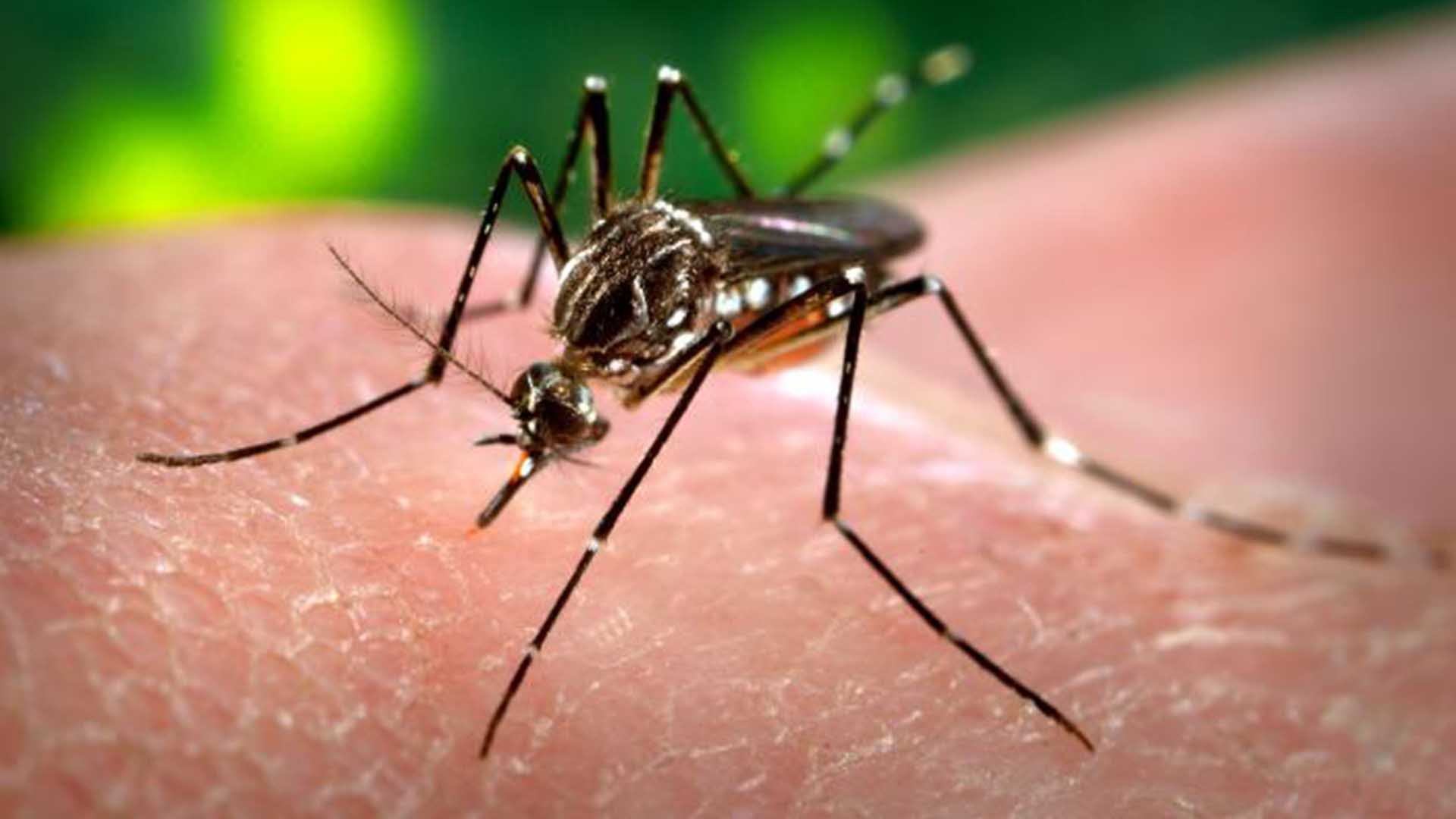 Metode și soluții naturale pentru a ține la distanță țânțarii