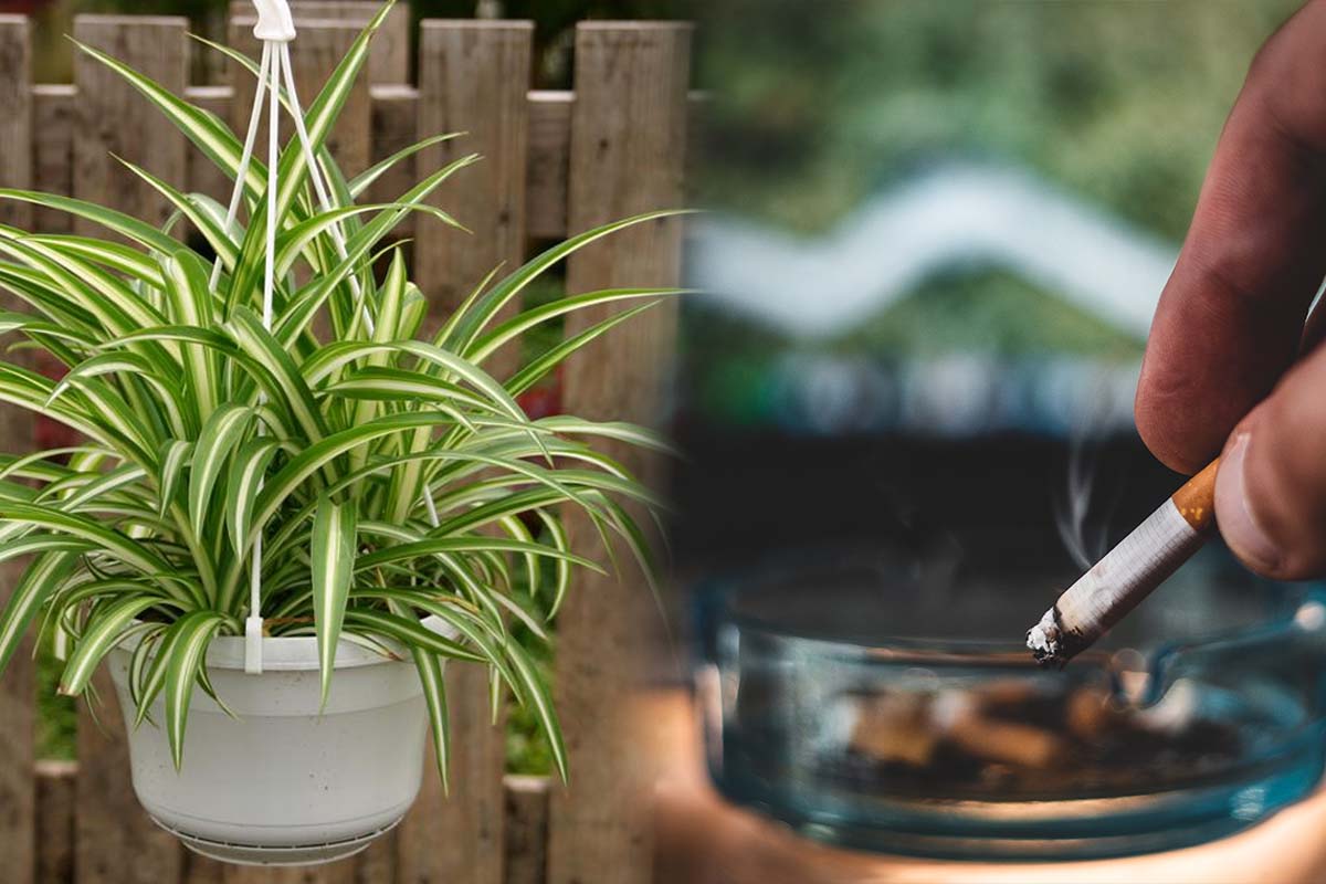 Planta care absoarbe fumul de țigară. Este ușor de întreținut și are numeroase beneficii pentru locuința ta