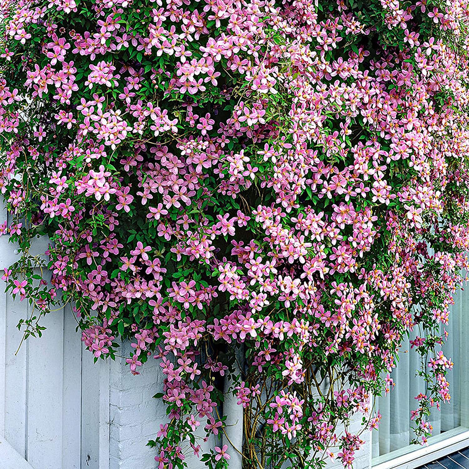 Clematis