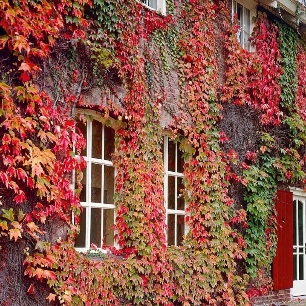 Specii de plante cățărătoare. Vița de Canada -Parthenocissus