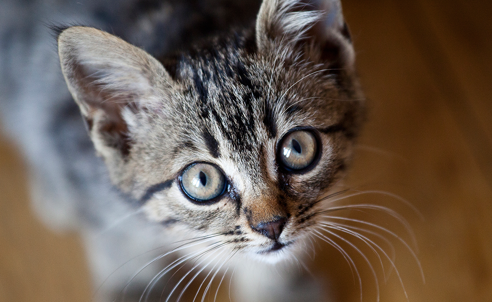 Studiul care a demonstrat că pisicile își amintesc nume