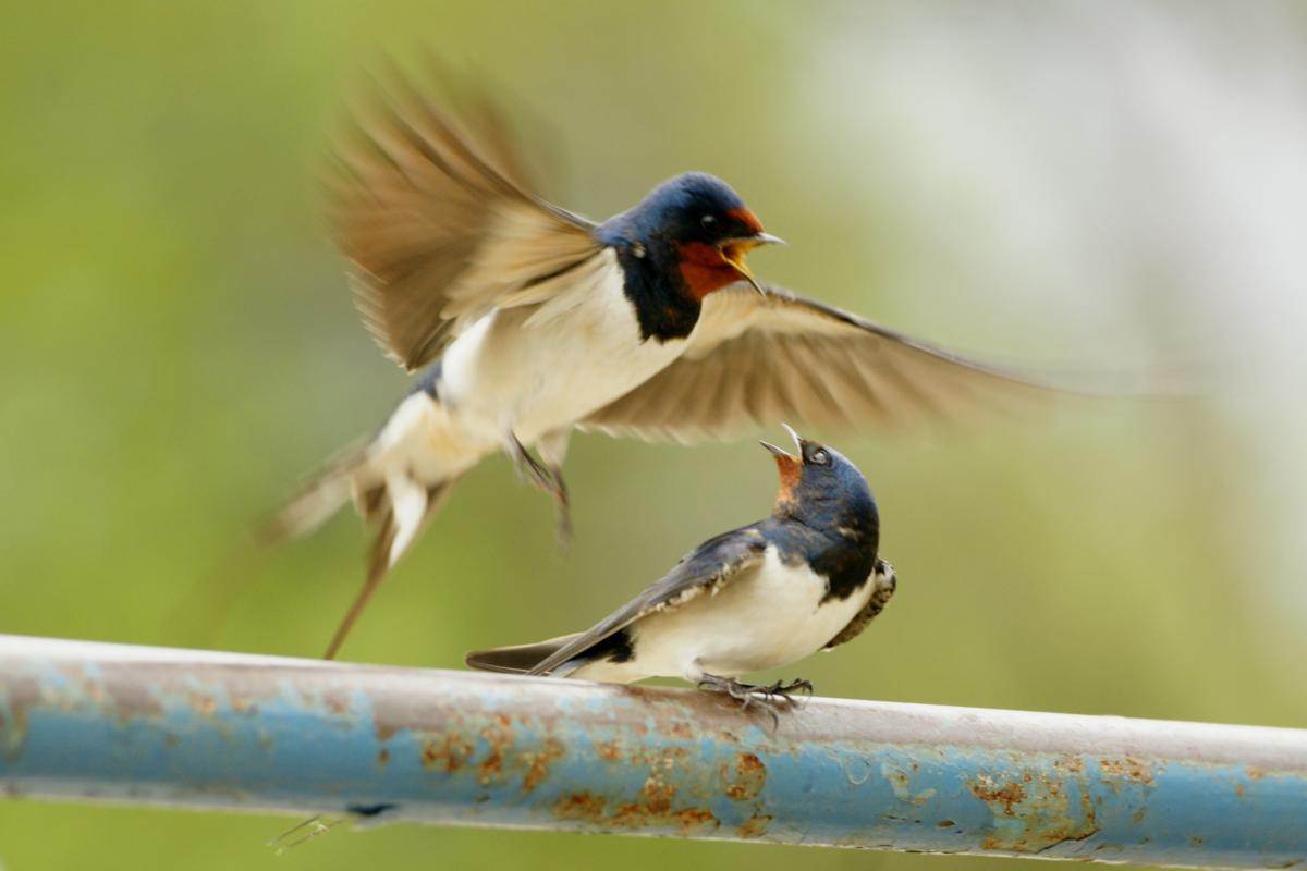 Superstiții din lume despre rândunele. Unde sunt considerate sacre și de ce