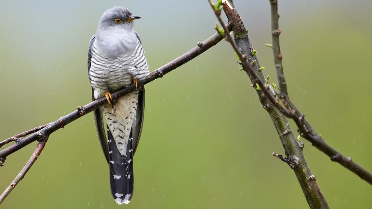 Superstiții din popor legate de animale. Cucul prevesteşte câţi ani mai are de trăit omul