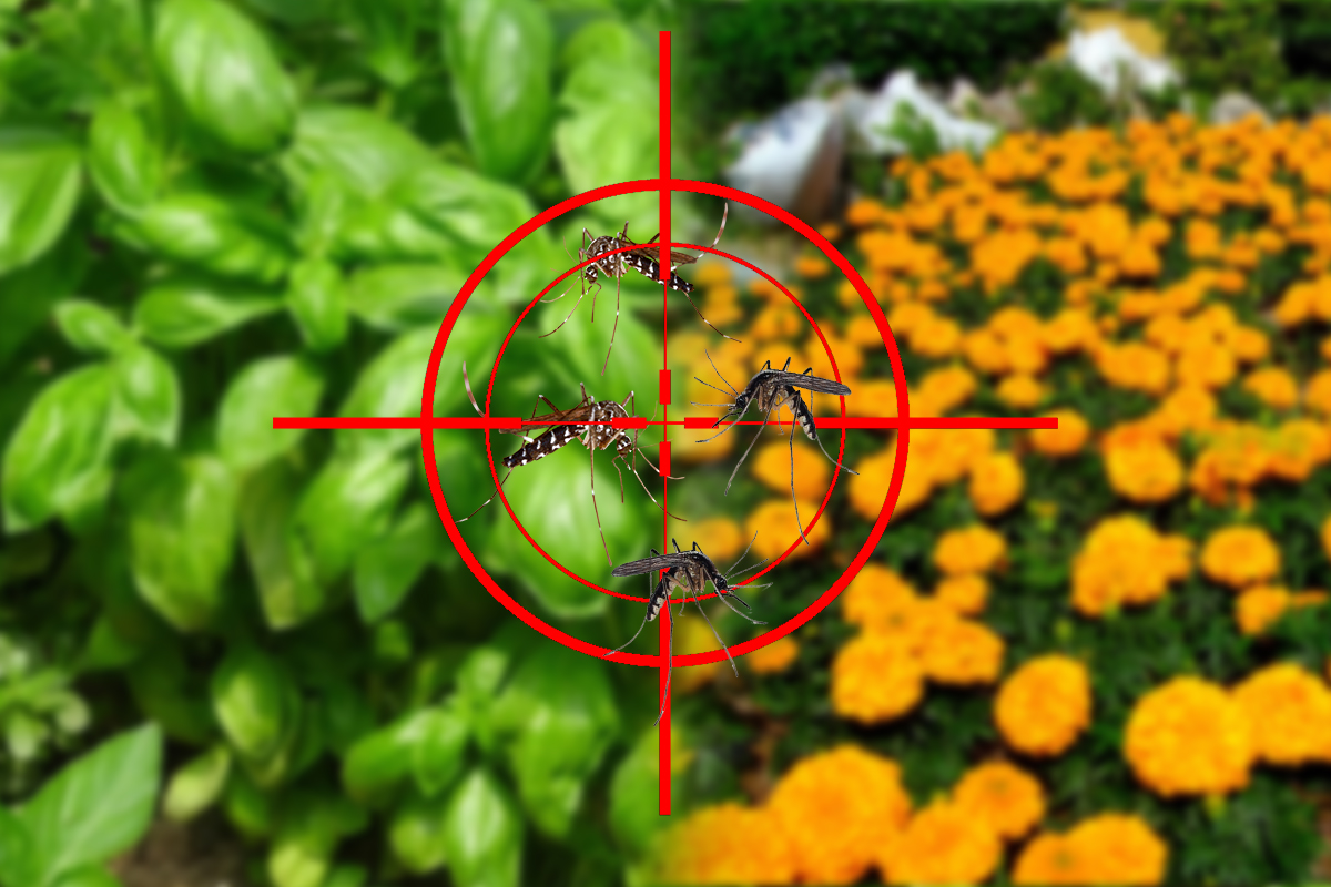 5 soluții și metode simple anti-insecte. Cum te pot ajuta mucurile de țigară să scapi de insectele din casă