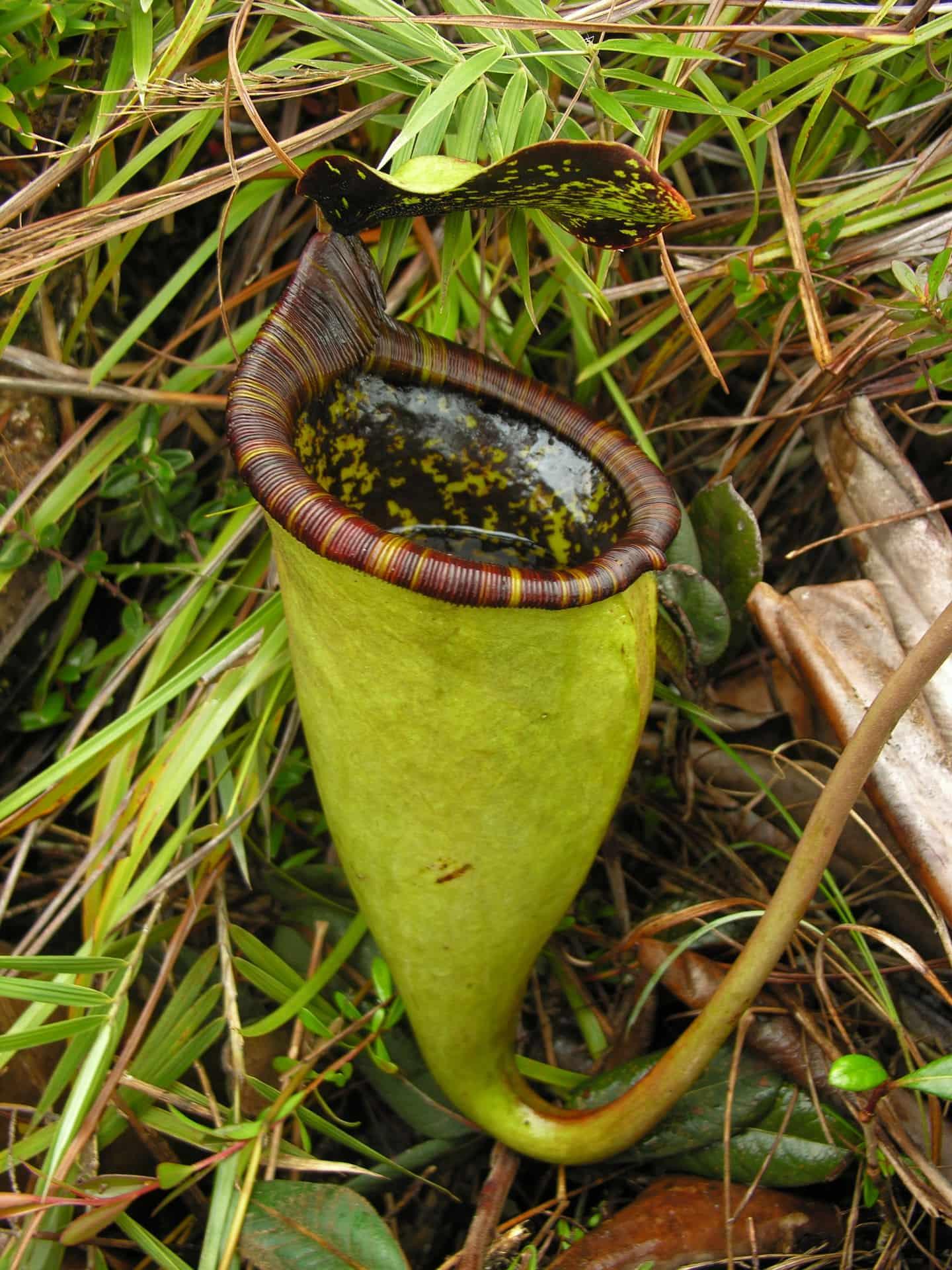 Nepenthes Attenboroughii