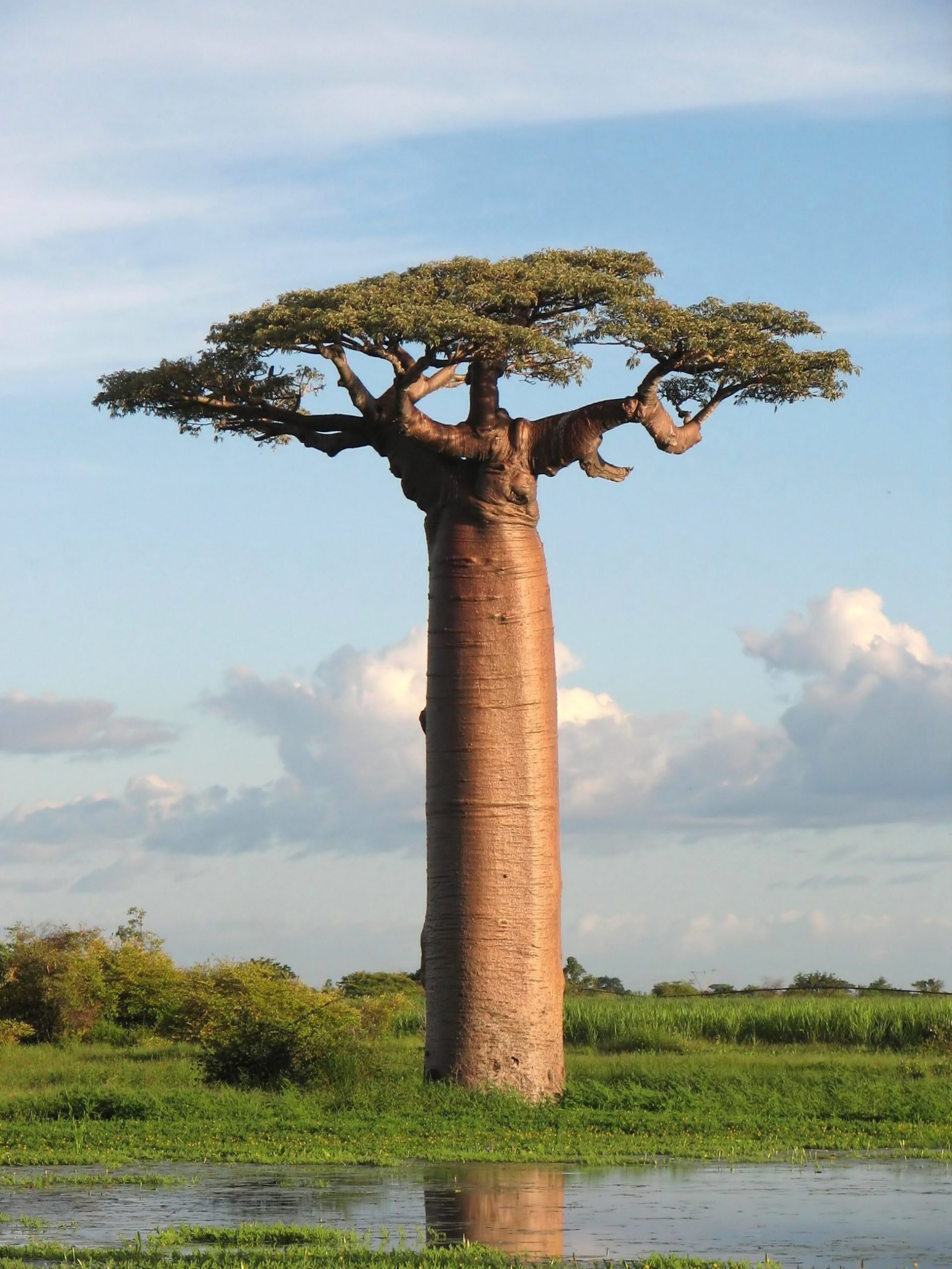 Plante exotice care par de pe altă planetă. Baobab