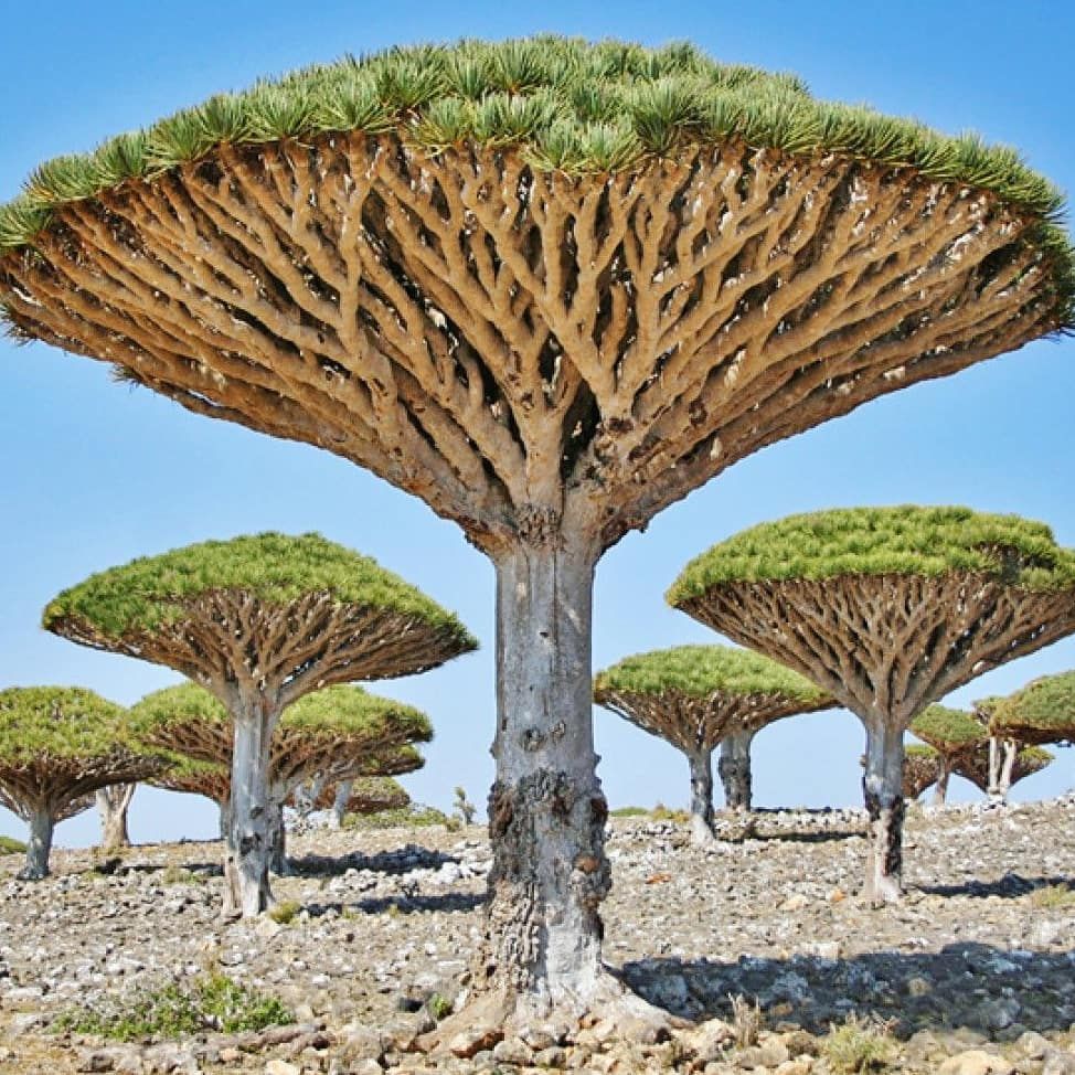 Dracaena Cinnabari