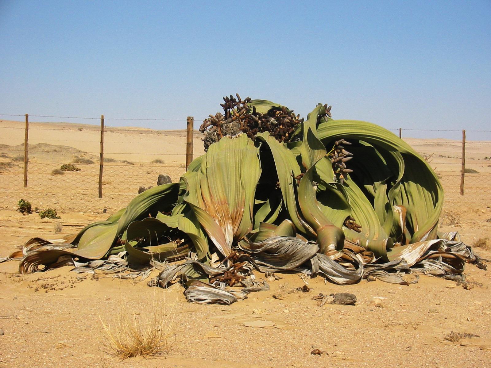 Welwitscha Mirabilis
