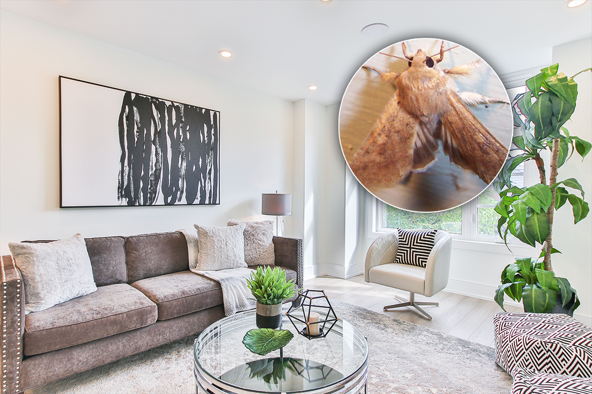 3 ingrediente banale care elimină moliile din casa ta. Cele mai simple și eficiente trucuri