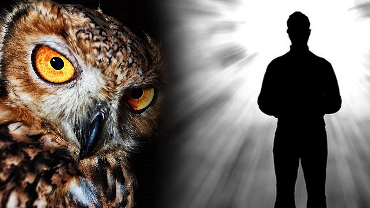 Ce înseamnă când vezi bufnița. Cele mai cunoscute superstiții despre vestitorul morții în credința populară