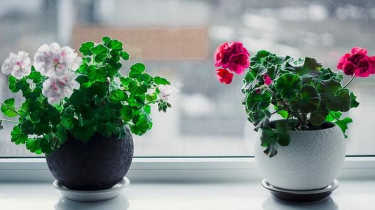 Cum poți să readuci la viață chiar și cele mai uscate plante