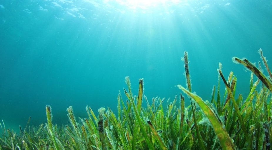 „Munți” de zahăr ascunși în ocean