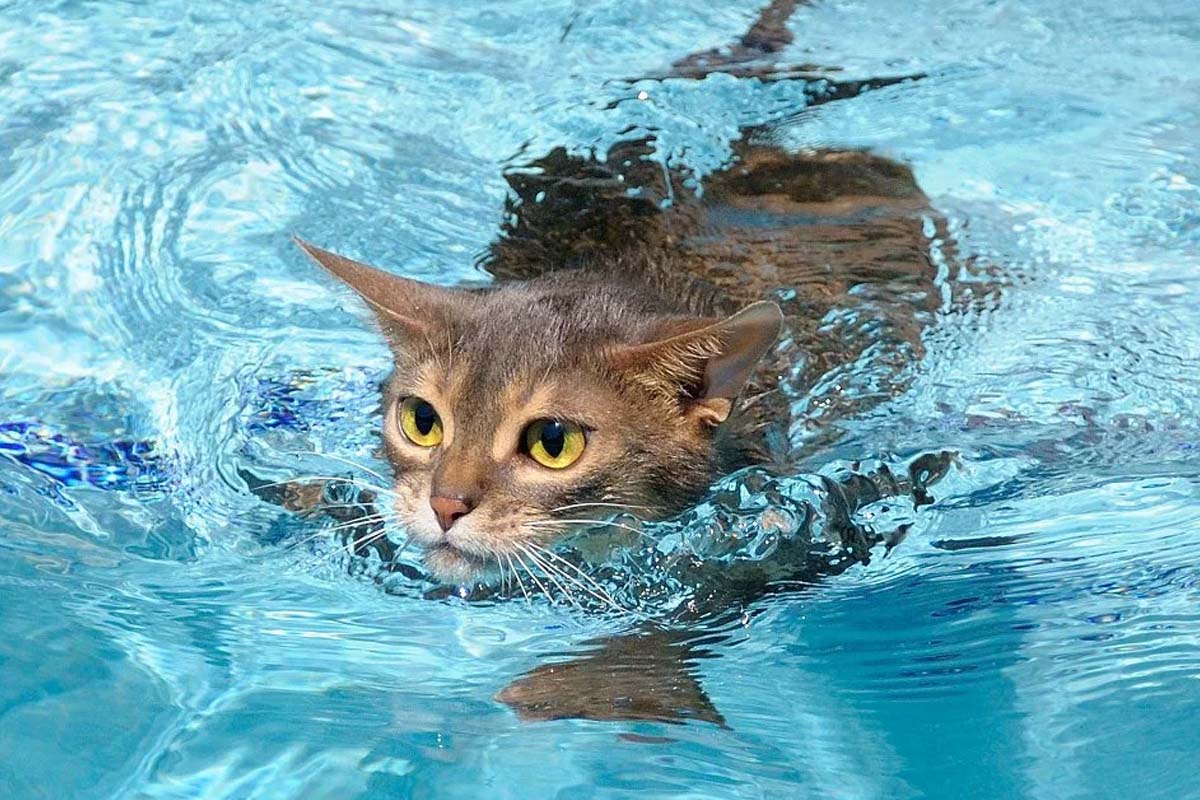 Кошка в бассейне. Котенок купается. Купание кота. Кошка плавает. Кот плывет.