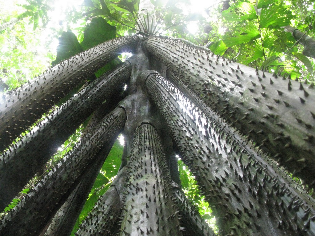 „Planta care merge”. Ce proprietăți neobișnuite are