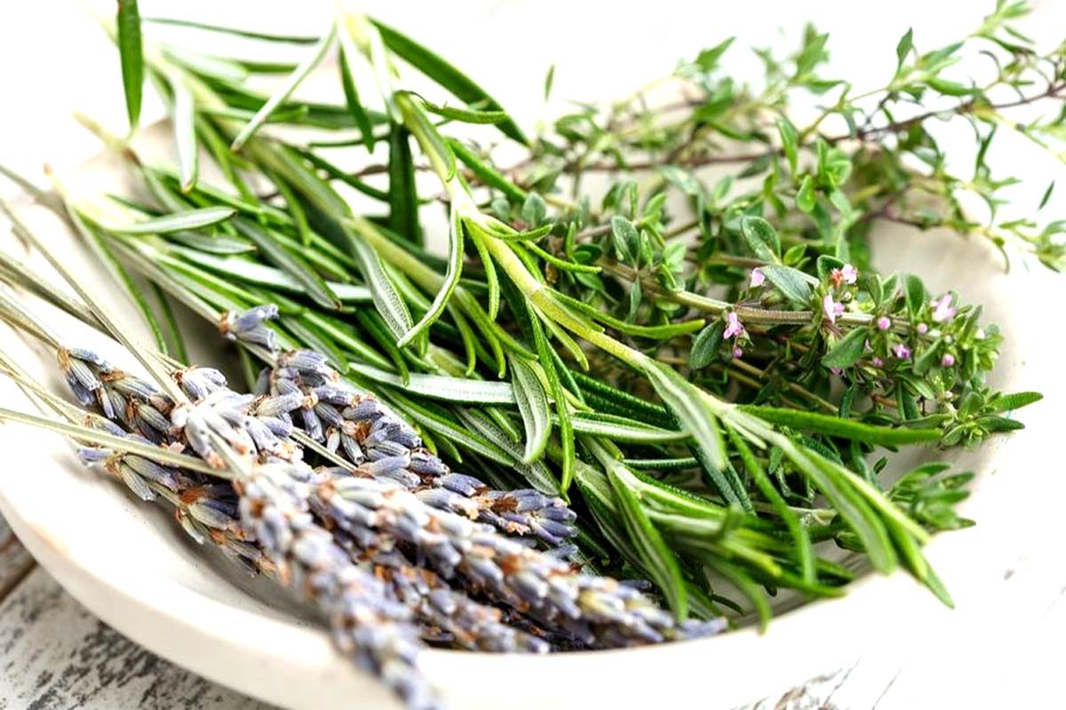 Planta care te scapă imediat de țânțari și muște. Nu are nevoie de o îngrijire specială