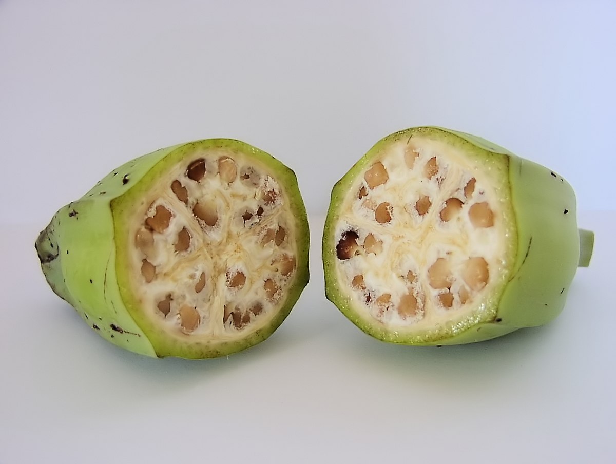 Musa balbisiana