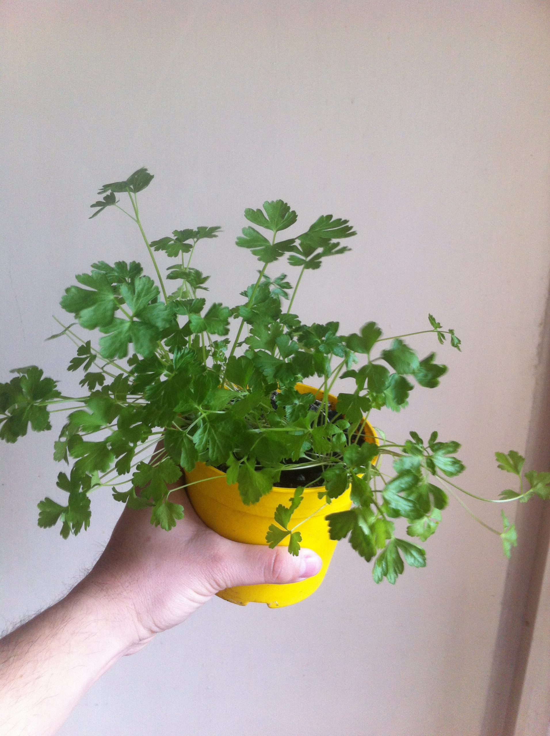 Plante care îți curăță aerul din casă. Pătrunjelul