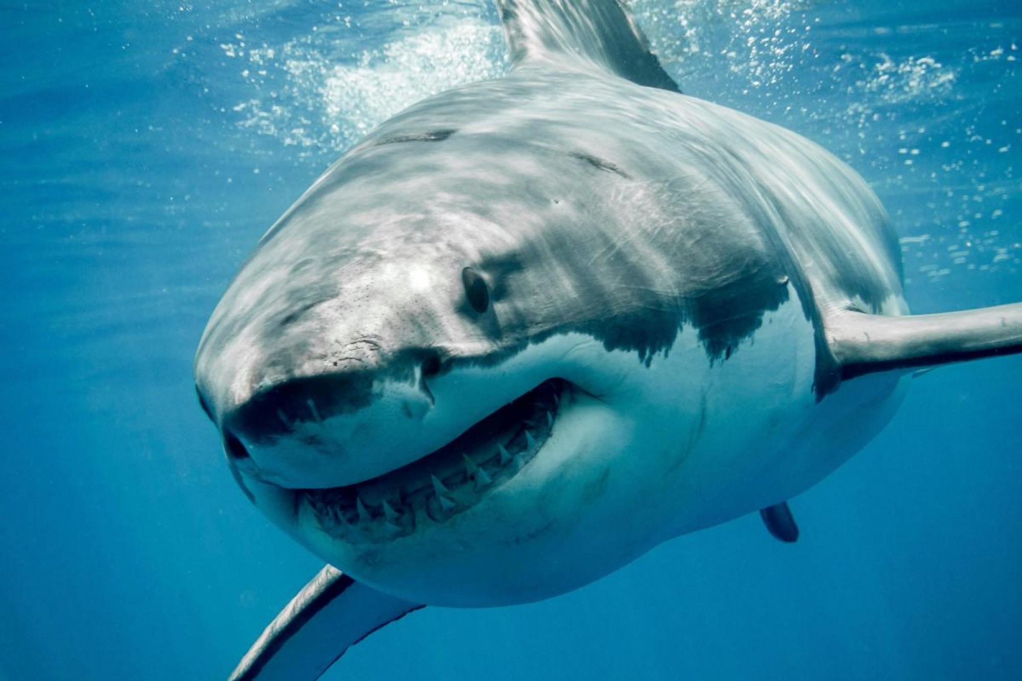 Marele rechin alb, cel mai periculos rechin din lume