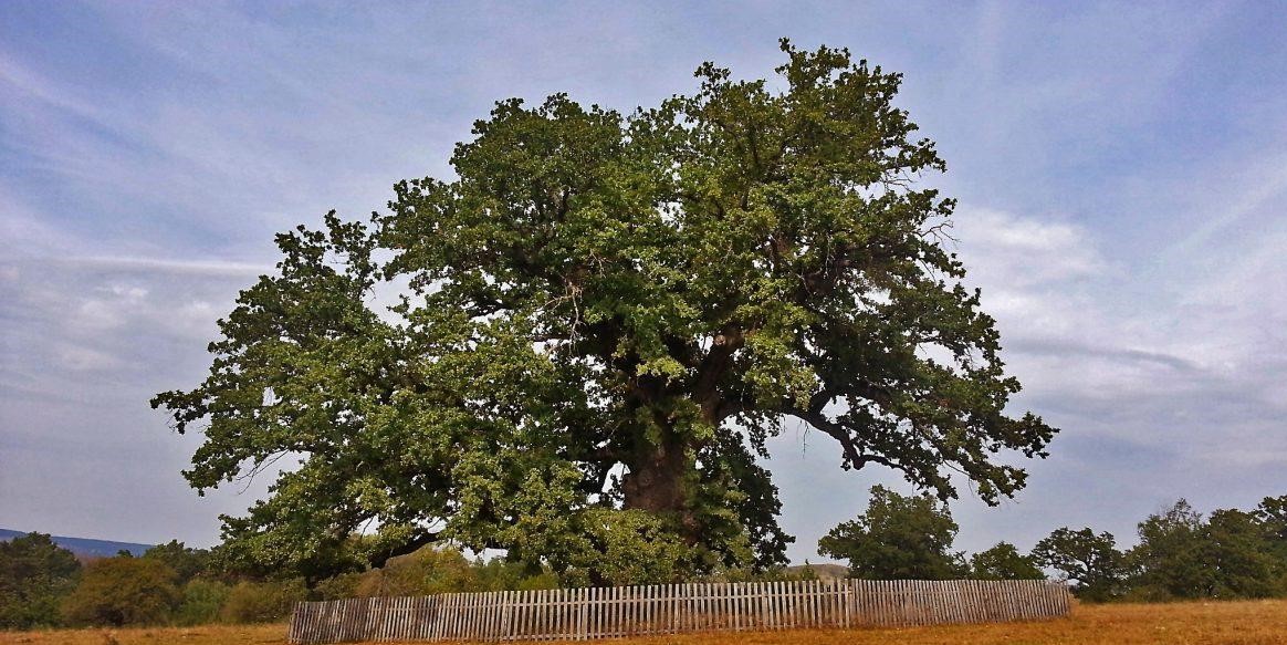 Cel mai bătrân copac din România