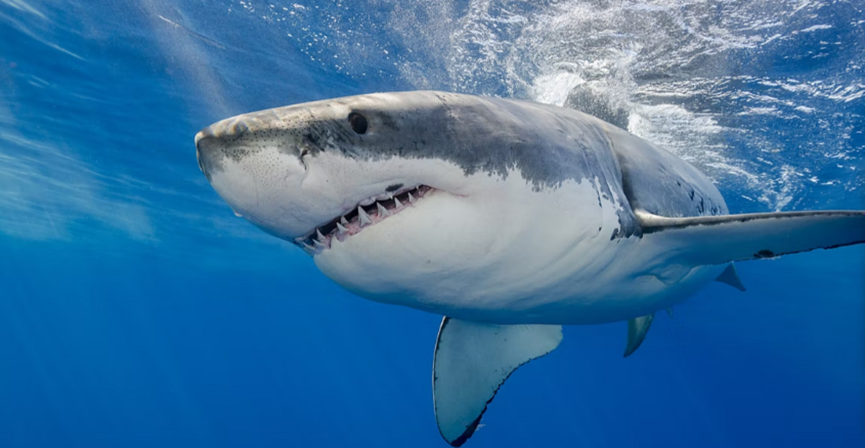 Exista rechini periculoși în Grecia și Turcia?