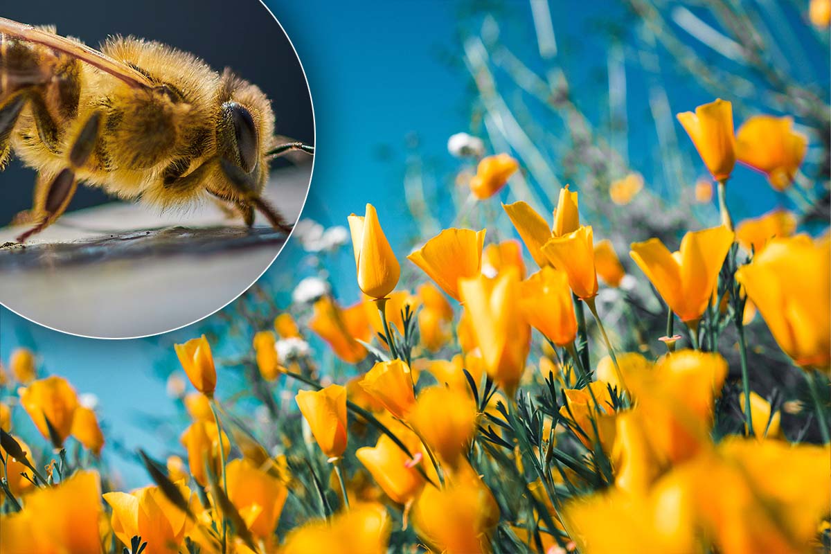 Plante care își îndulcesc nectarul atunci când simt zumzetul albinelor. Ce arată studiul specialiștilor