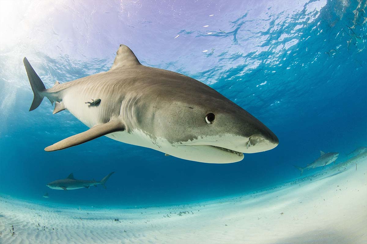 Unde se găsește rechinul tigru, cel mai periculos prădător dintre toți rechinii. Are o mărime enormă
